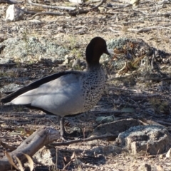 Chenonetta jubata (Australian Wood Duck) at Fadden, ACT - 31 Jul 2019 by Mike