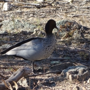 Chenonetta jubata at Fadden, ACT - 31 Jul 2019 03:02 PM