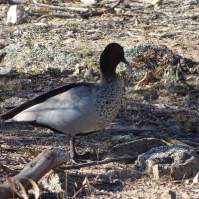 Chenonetta jubata (Australian Wood Duck) at Fadden, ACT - 31 Jul 2019 by Mike