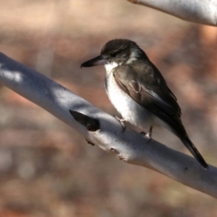 Cracticus torquatus (Grey Butcherbird) at Rendezvous Creek, ACT - 1 Aug 2019 by jb2602