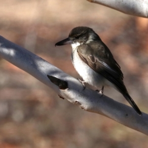 Cracticus torquatus at Rendezvous Creek, ACT - 1 Aug 2019 09:47 AM