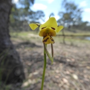 Diuris sulphurea at Yass River, NSW - 25 Oct 2017