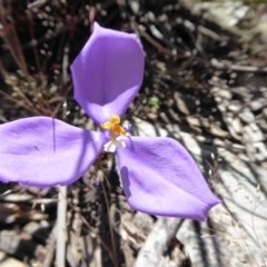 Patersonia sericea var. sericea (Silky Purple-flag) at Rugosa - 15 Nov 2016 by SenexRugosus