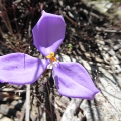 Patersonia sericea var. sericea (Silky Purple-flag) at Yass River, NSW - 16 Nov 2016 by SenexRugosus