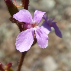 Stylidium sp. (Trigger Plant) at Yass River, NSW - 15 Nov 2016 by SenexRugosus