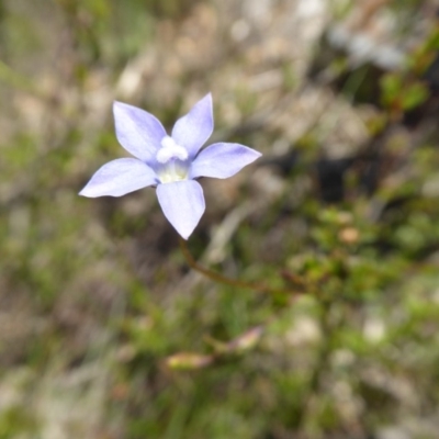 Wahlenbergia sp. (Bluebell) at Rugosa - 15 Nov 2016 by SenexRugosus
