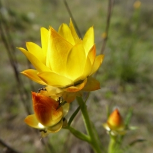 Xerochrysum viscosum at Yass River, NSW - 25 Oct 2016