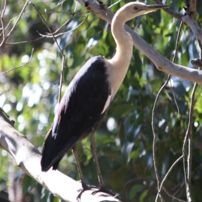 Ardea pacifica (White-necked Heron) at Mongarlowe River - 1 Aug 2019 by LisaH