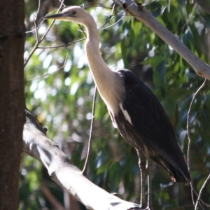 Ardea pacifica at Mongarlowe, NSW - 1 Aug 2019