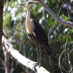 Ardea pacifica at Mongarlowe, NSW - 1 Aug 2019