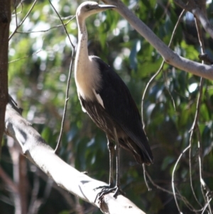 Ardea pacifica at Mongarlowe, NSW - 1 Aug 2019