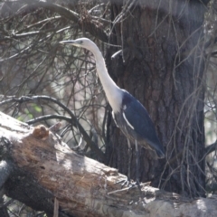 Ardea pacifica at Mongarlowe, NSW - 1 Aug 2019