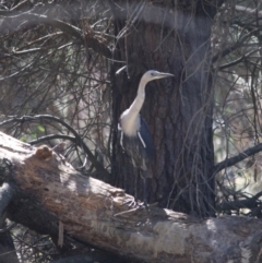 Ardea pacifica at Mongarlowe, NSW - 1 Aug 2019