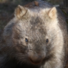 Vombatus ursinus (Common wombat, Bare-nosed Wombat) at Mongarlowe River - 1 Aug 2019 by LisaH
