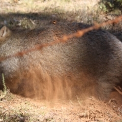 Vombatus ursinus at Mongarlowe, NSW - 1 Aug 2019