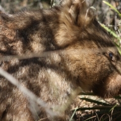 Vombatus ursinus at Mongarlowe, NSW - 1 Aug 2019