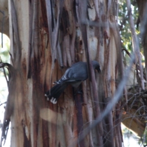 Strepera versicolor at Mongarlowe, NSW - 1 Aug 2019 06:09 PM