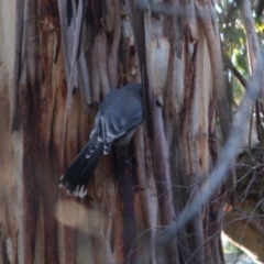 Strepera versicolor at Mongarlowe, NSW - 1 Aug 2019 06:09 PM