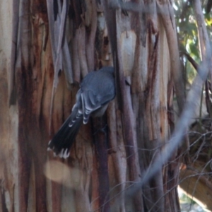 Strepera versicolor at Mongarlowe, NSW - 1 Aug 2019 06:09 PM