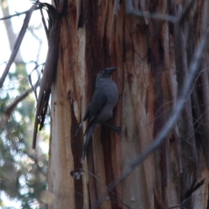 Strepera versicolor at Mongarlowe, NSW - 1 Aug 2019 06:09 PM