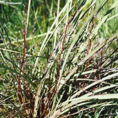 Lomandra multiflora (Many-flowered Matrush) at Tuggeranong Hill - 21 Oct 1999 by michaelb