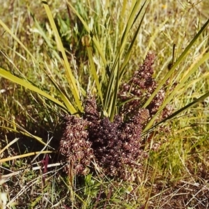 Lomandra multiflora at Conder, ACT - 4 Nov 2000 12:00 AM