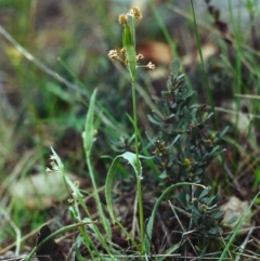 Luzula flaccida (Pale Woodrush) at Tuggeranong Hill - 26 Sep 2000 by michaelb