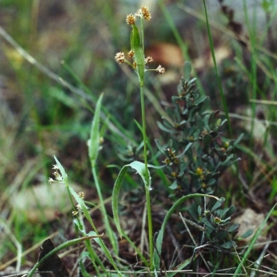 Luzula flaccida (Pale Woodrush) at Conder, ACT - 26 Sep 2000 by michaelb