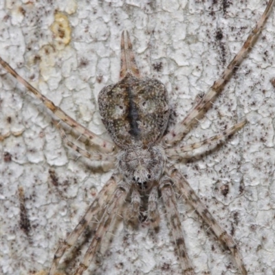 Tamopsis sp. (genus) (Two-tailed spider) at Acton, ACT - 30 Jul 2019 by TimL