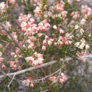 Cryptandra sp. Floriferous (W.R.Barker 4131) W.R.Barker at Paddys River, ACT - 29 Jul 2019 11:34 AM