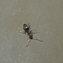 Unverified Ant (Hymenoptera, Formicidae) at Acton, ACT - 25 Jul 2019 by TimL