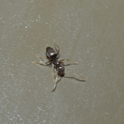 Unverified Ant (Hymenoptera, Formicidae) at Acton, ACT - 25 Jul 2019 by TimL