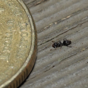 Technomyrmex sp. (genus) at Hackett, ACT - 26 Jul 2019 09:40 AM