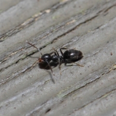 Technomyrmex sp. (genus) at Hackett, ACT - 26 Jul 2019 09:40 AM