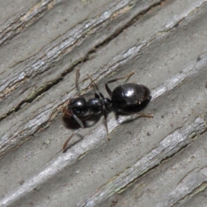 Technomyrmex sp. (genus) at Hackett, ACT - 26 Jul 2019 09:40 AM