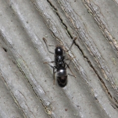 Technomyrmex sp. (genus) at Hackett, ACT - 26 Jul 2019 09:40 AM