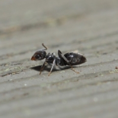 Technomyrmex sp. (genus) at Hackett, ACT - 26 Jul 2019 09:40 AM