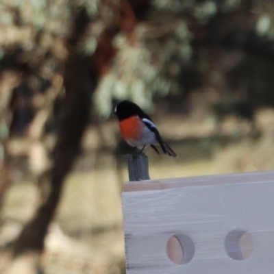 Petroica boodang (Scarlet Robin) at Watson, ACT - 20 Jul 2019 by Lisa.Jok