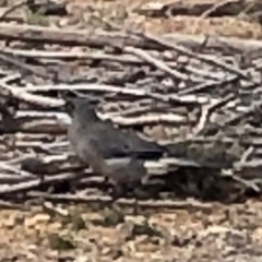 Strepera versicolor (Grey Currawong) at Mount Majura - 5 Jul 2019 by Lisa.Jok