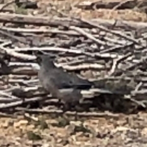 Strepera versicolor at Watson, ACT - 5 Jul 2019