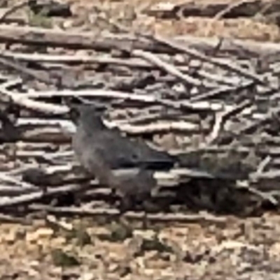 Strepera versicolor (Grey Currawong) at Watson, ACT - 5 Jul 2019 by Lisa.Jok