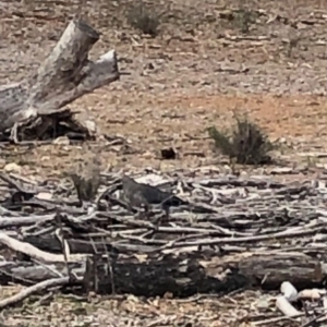 Strepera versicolor at Watson, ACT - 5 Jul 2019