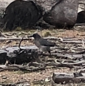 Strepera versicolor at Watson, ACT - 5 Jul 2019