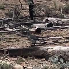 Strepera versicolor at Watson, ACT - 5 Jul 2019