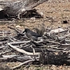 Strepera versicolor at Watson, ACT - 5 Jul 2019