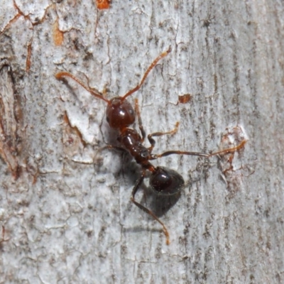 Notoncus gilberti (Smooth Epaulet Ant) at Acton, ACT - 23 Jul 2019 by TimL
