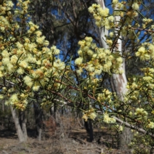 Acacia genistifolia at Lyneham, ACT - 2 Aug 2019