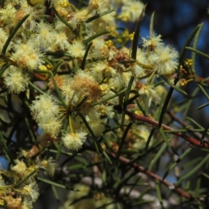 Acacia genistifolia at Lyneham, ACT - 2 Aug 2019 11:08 AM