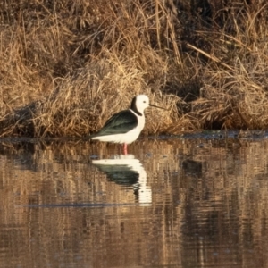 Himantopus leucocephalus at Fyshwick, ACT - 2 Aug 2019 07:41 AM