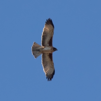 Hieraaetus morphnoides (Little Eagle) at  - suppressed by rawshorty